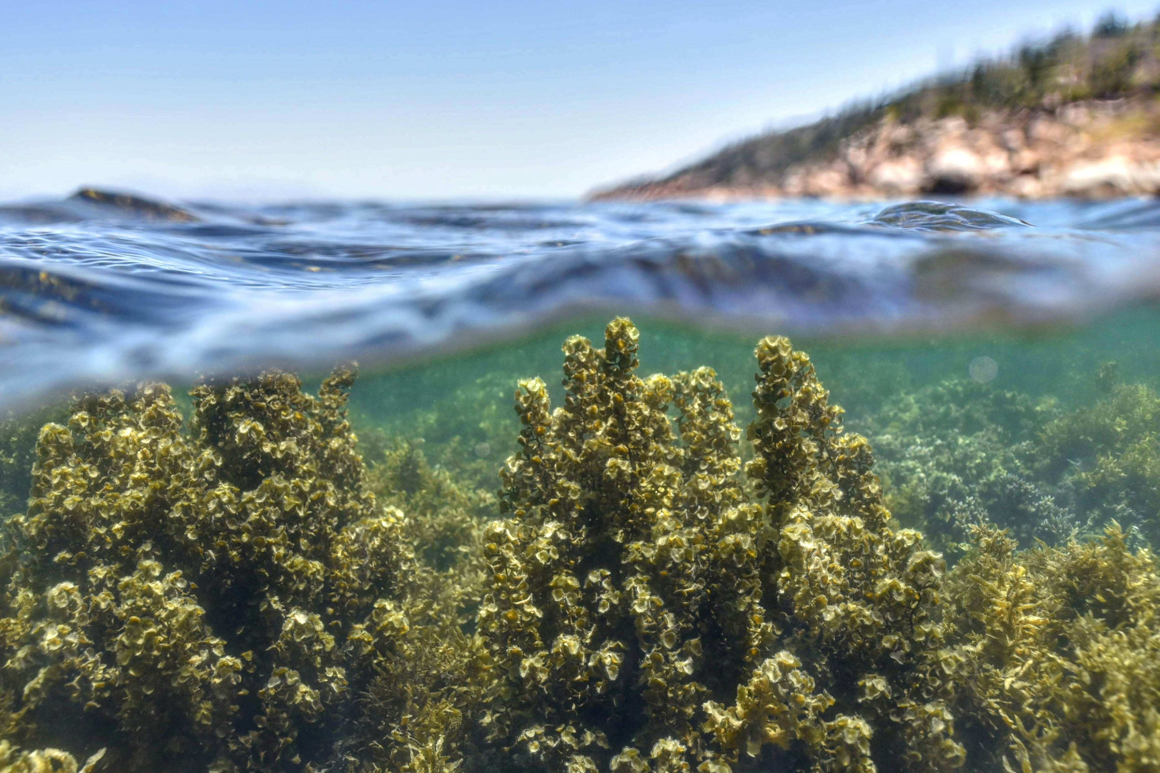 green trees near blue sea under blue sky during daytime